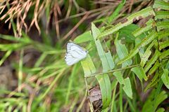 Appias libythea olferna