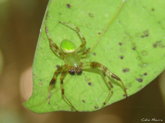 Araneus venatrix