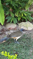 Ortalis poliocephala