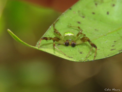 Araneus venatrix