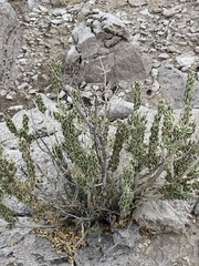 Mortonia utahensis