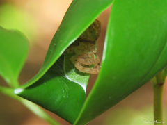Epicadus trituberculatus