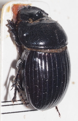 Copris insidiosus