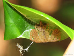 Epicadus trituberculatus