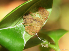Epicadus trituberculatus