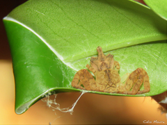 Epicadus trituberculatus