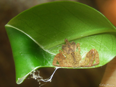 Epicadus trituberculatus