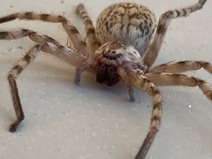 Eusparassus walckenaeri