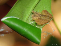 Epicadus trituberculatus