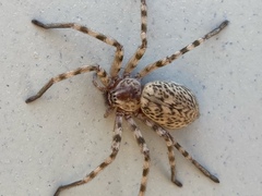 Eusparassus walckenaeri