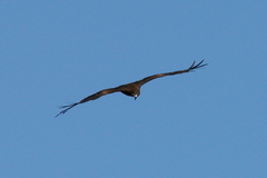 Milvus migrans formosanus