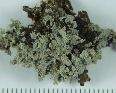 Stereocaulon sterile