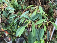 Euphorbia leucocephala