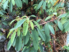 Euphorbia leucocephala