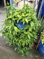 Clinacanthus nutans