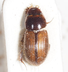 Aphodius
