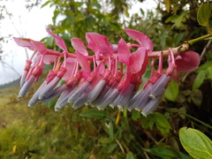 Cavendishia lindauiana