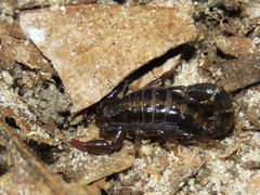Bothriurus asper