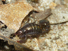 Bothriurus asper