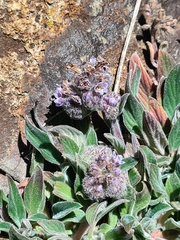 Phacelia secunda