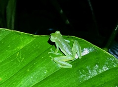 Centrolenidae