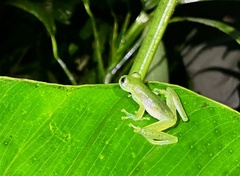Centrolenidae