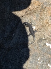 Podarcis melisellensis