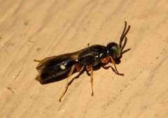 Alysson triangulifer