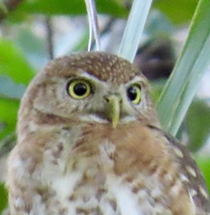 Glaucidium siju