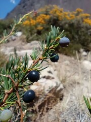 Berberis empetrifolia