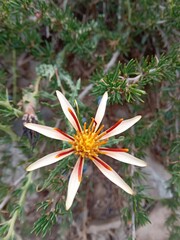 Mutisia sinuata