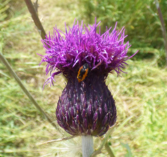 Cirsium grahamii