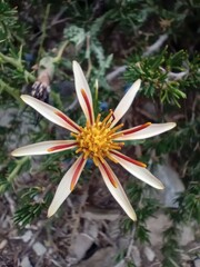 Mutisia sinuata