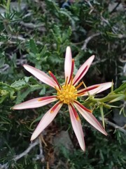 Mutisia sinuata