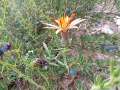 Mutisia sinuata