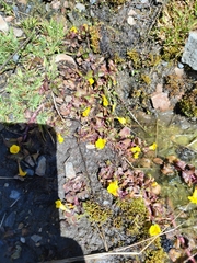 Erythranthe glabrata