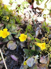 Erythranthe glabrata