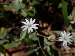 Stellaria vestita