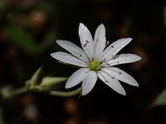 Stellaria vestita