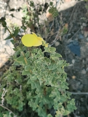 Calceolaria parvifolia