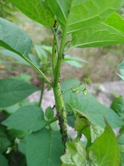 Dolichoderus thoracicus