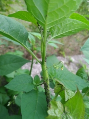 Dolichoderus thoracicus