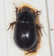 Hybosorus illigeri