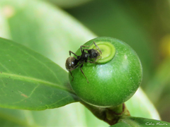 Dolichoderus bispinosus