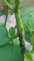 Dolichoderus thoracicus