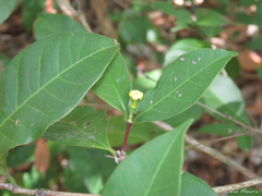 Cordiera myrciifolia