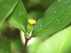 Cordiera myrciifolia