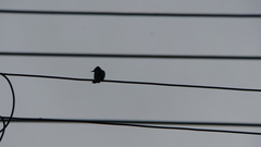 Hypsipetes leucocephalus