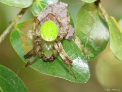 Araneus venatrix