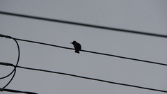 Hypsipetes leucocephalus